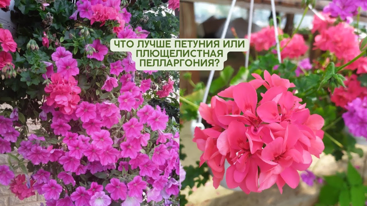 Плющелистная пеларгония: Обзор, уход и сравнение с петунией