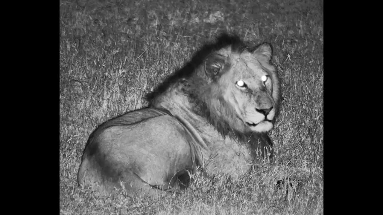 Mohawk, the Avoca male Lion and his 4 Nkuhuma male sons.