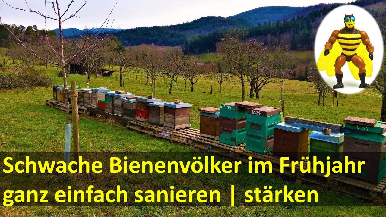 Schwache Bienenvölker im Frühjahr sanieren | stärken