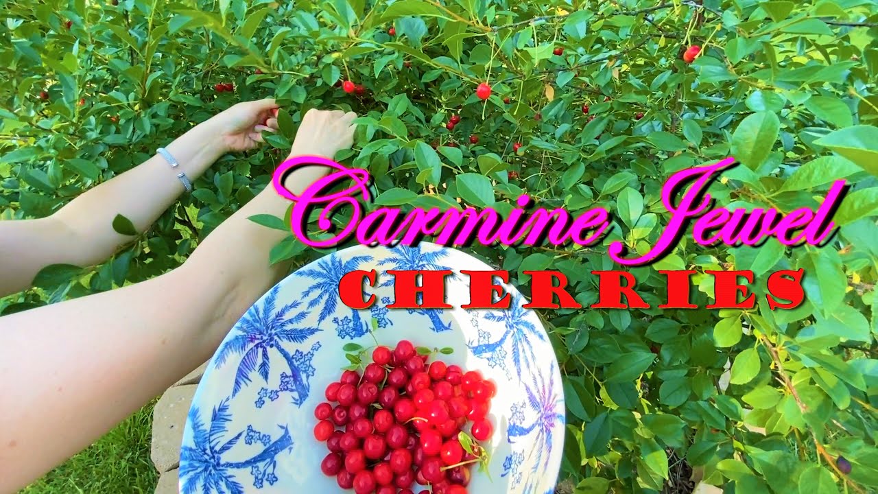 Harvesting Carmine Jewel Cherries from our Backyard Organic Garden