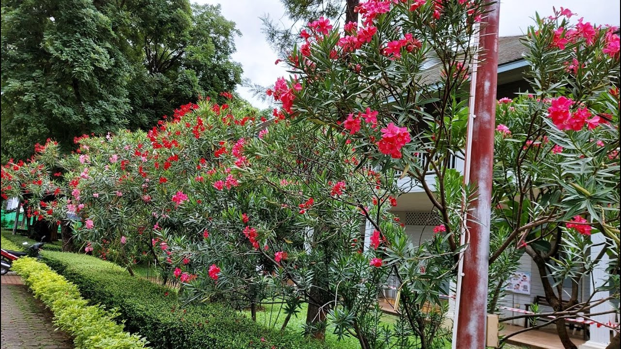 Shrubs decorate the garden with oleander