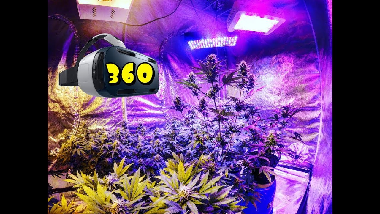 Marijuana garden filmed with a 360 camera (day 42 flower)