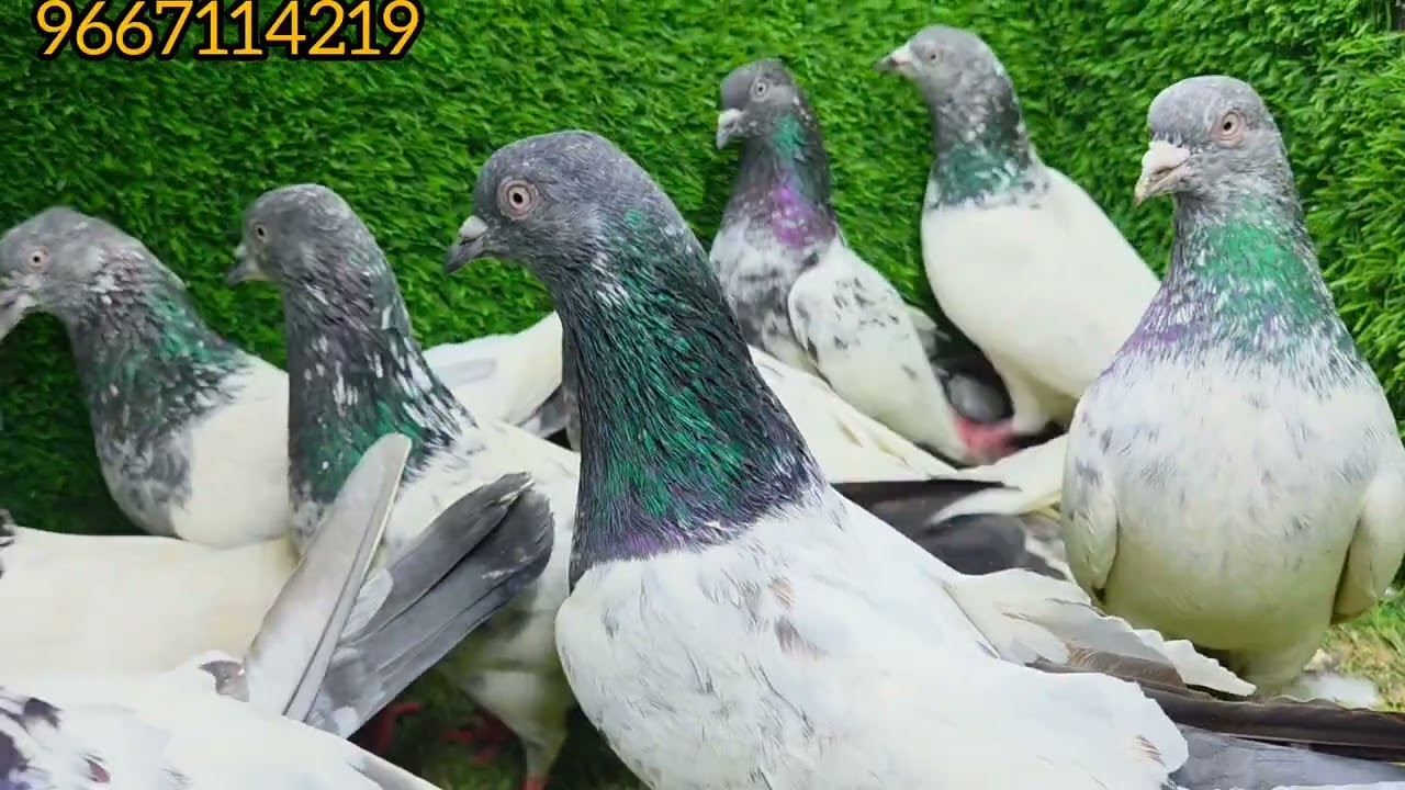 (13/2/26) Kalsire kabooter high flyer pigeon for sale