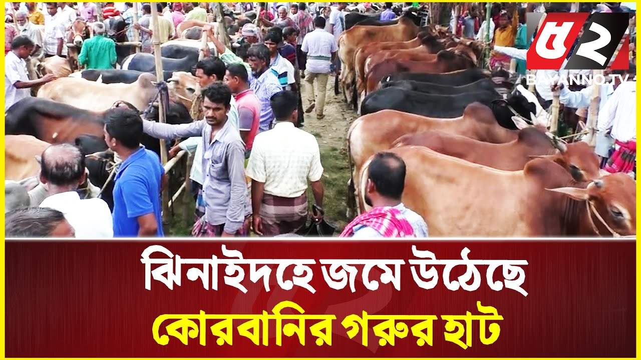 ঝিনাইদহে জমে উঠেছে কোরবানির গরুর হাট| Qurbani2025 | Jhenaidah |Qurbanir Haat
