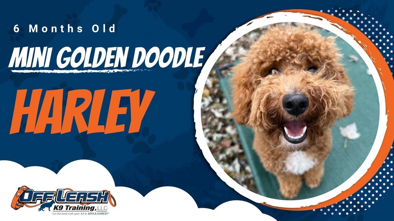 Mini Golden Doodle, 6 months old, Harley | Best Dog Training Central Missouri | Off Leash K9