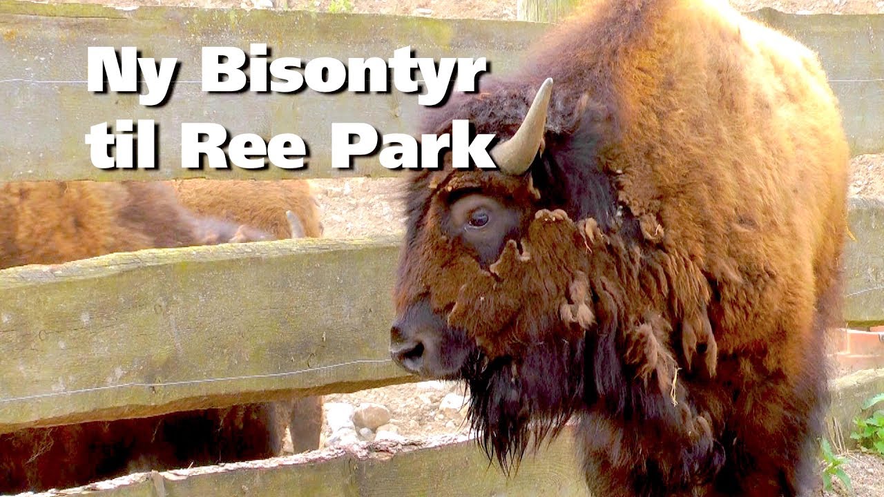 Ny Bisontyr til Ree Park Safari