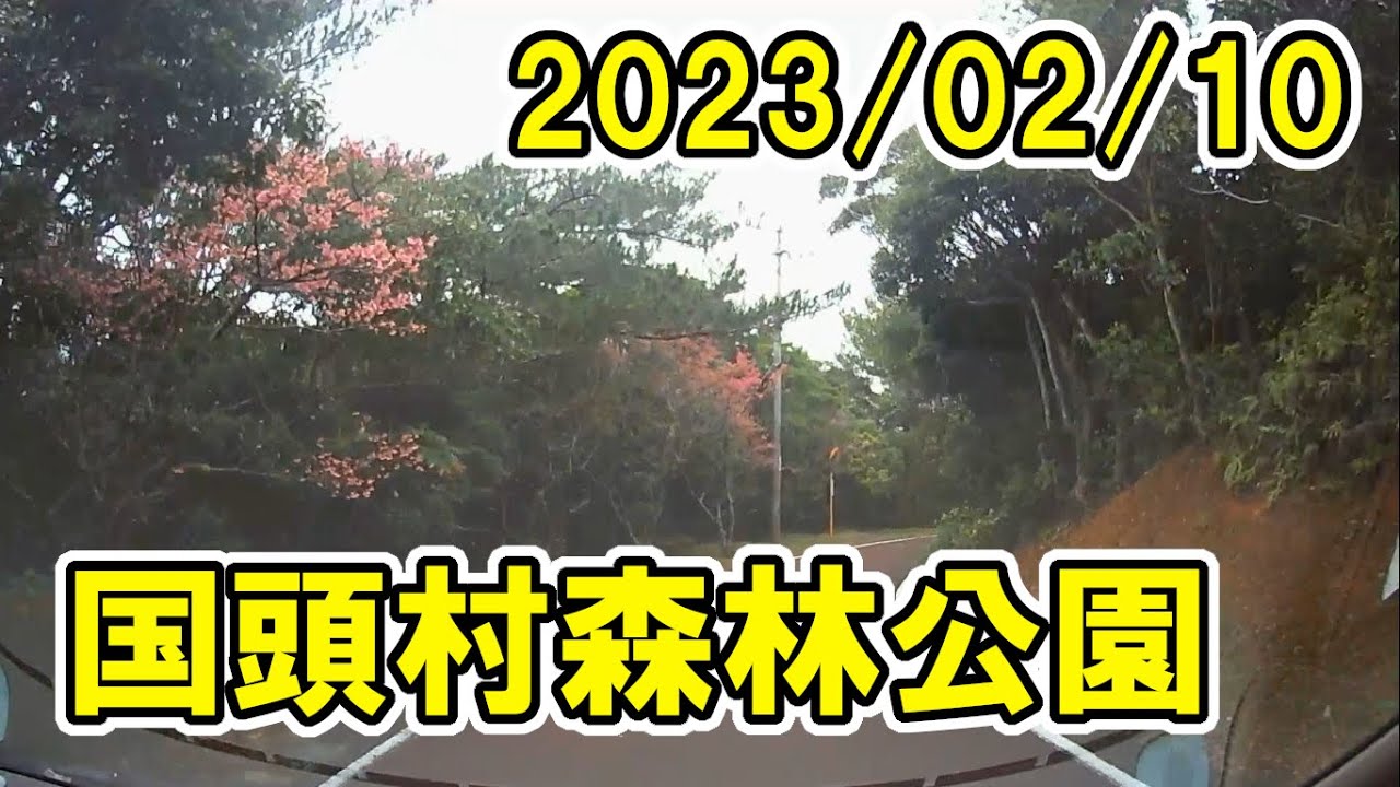 国頭村森林公園、桜の道【沖縄ドライブ】【寒緋桜】