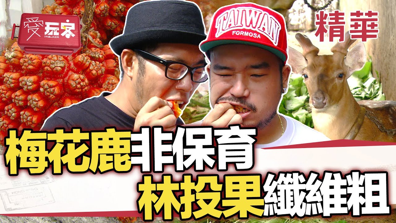 梅花鹿原鄉 非保育可食用 LADYGAGA愛橘色手榴彈【週一愛玩客】自由發揮精華｜20120716