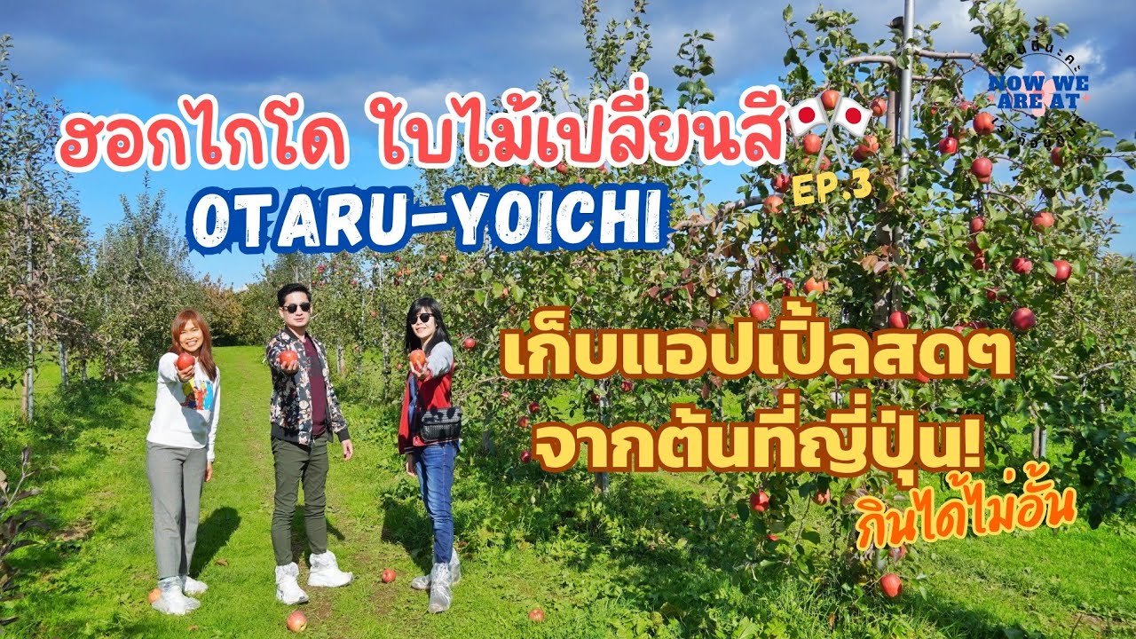 เที่ยวฮอกไกโด เมืองโอตารุ Otaru เก็บแอปเปิ้ลกินสดๆจากต้นที่เมือง Yoichi | Hokkaido🎌Japan EP.3