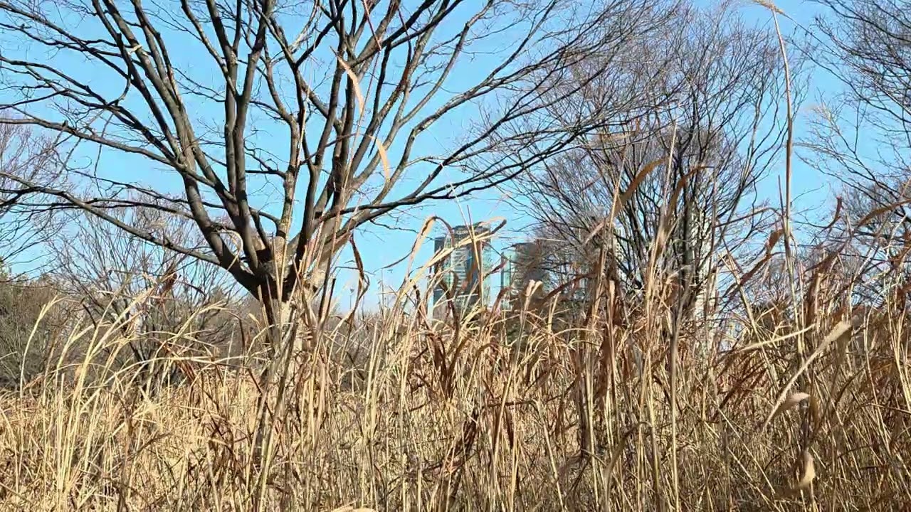 Space out by windy reeds