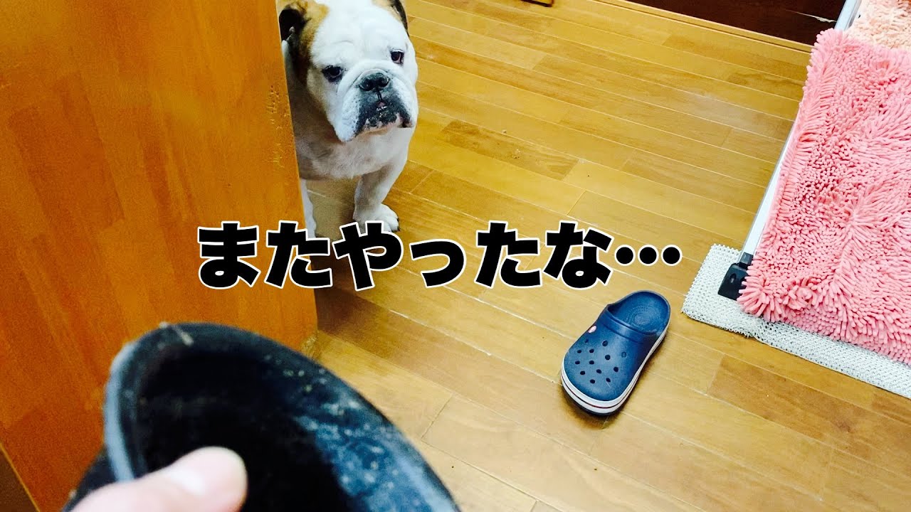 ブルドックまめ　久しぶりにやらかして叱られるの巻
