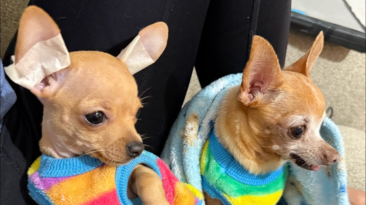 MINHA PINSCHER TEREZA É REJEITADA