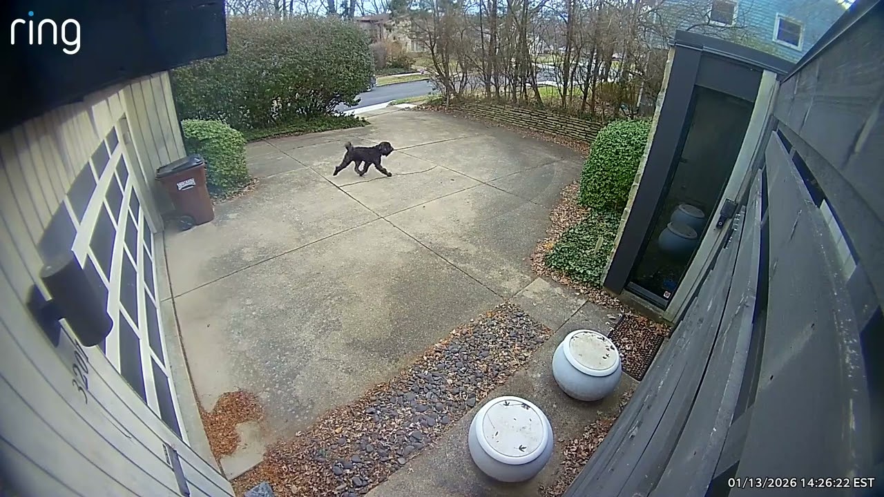 Neighbor’s dogs running loose on my property 