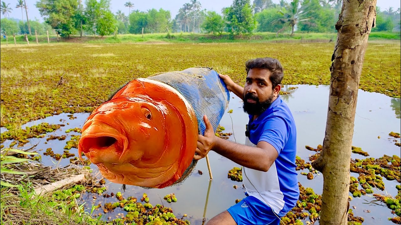 ഗോൾഡ് ഫിഷിനെ ഇട്ട് പിടിച്ച മിനിനെ കണ്ടോ / Fish Trap 100% Working / ചെറിയ മിൻ ഇട്ട് വലുതിനെ പിടിച്ചു