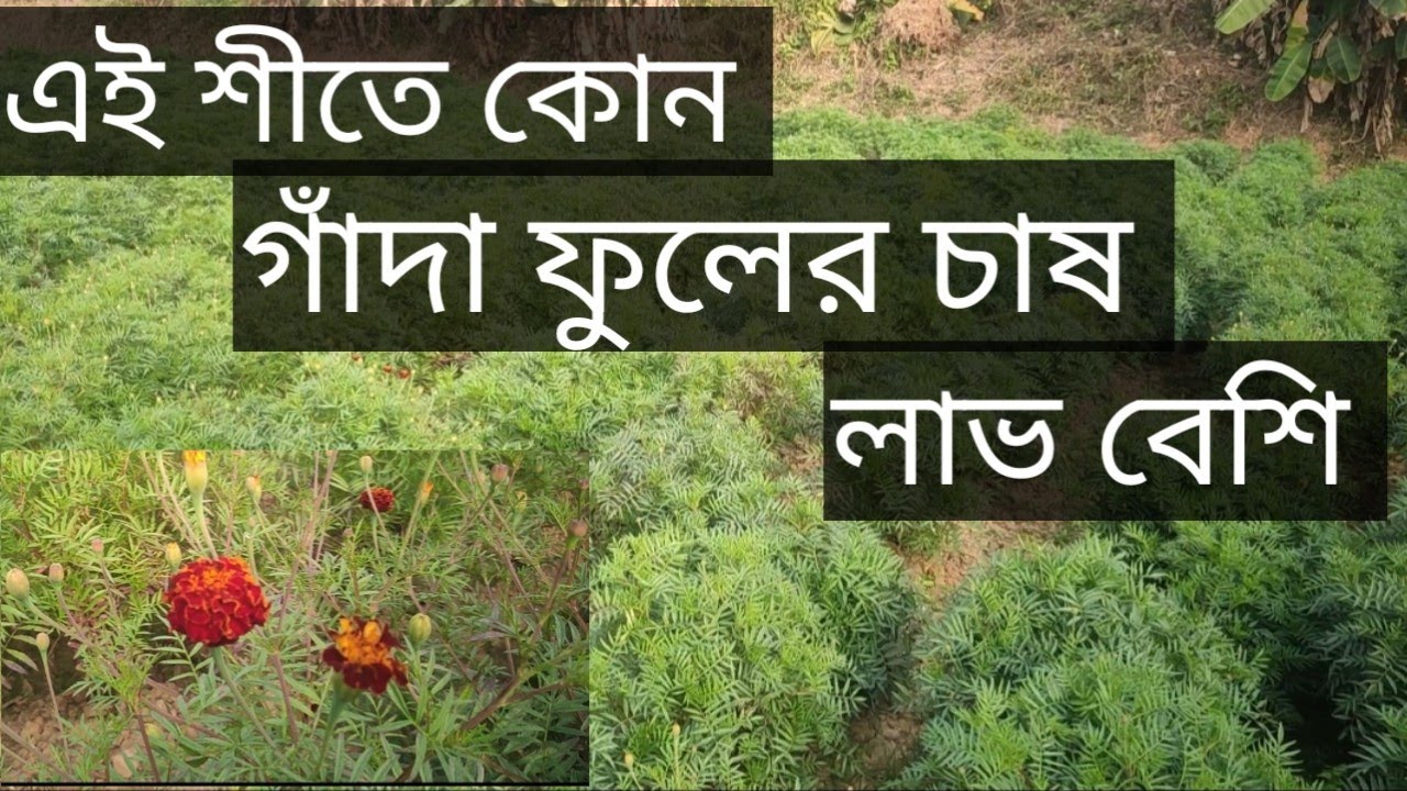 রক্ত গাঁদা ফুলের চাষ। Marigold flower farming @indianagriculture001 