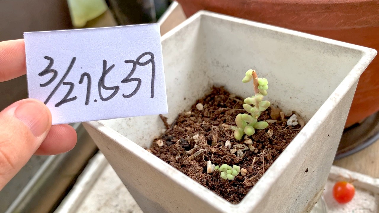 【園藝539】3月27日(五)新玉綴的盆栽太大可以換一個比較淺的陽光比較照的到！