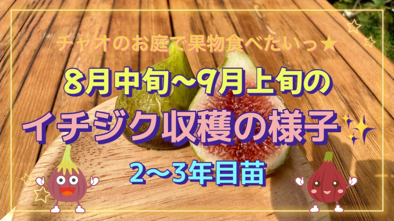 8/中～9/上のイチジク収穫の様子✨
