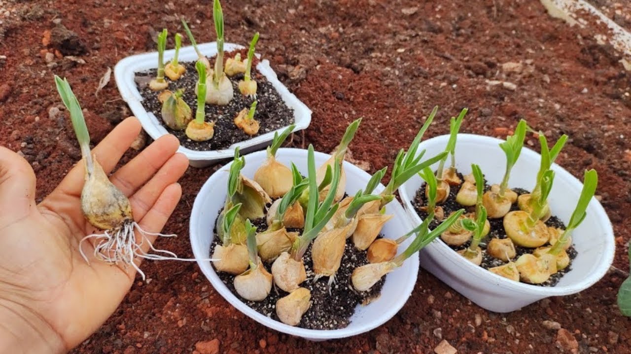 Como Plantar Alho PASSO A PASSO! Um Espetáculo!