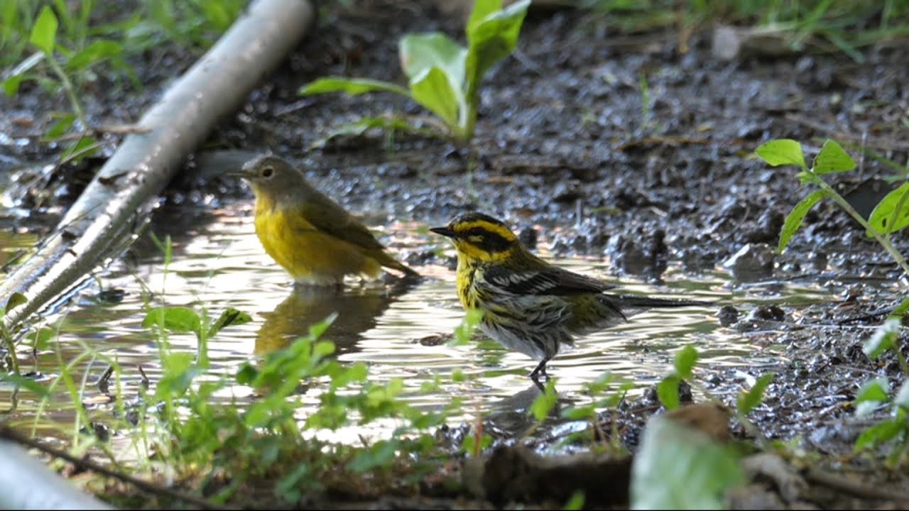 Nashville Warbler and Townsend's Warbler bathing