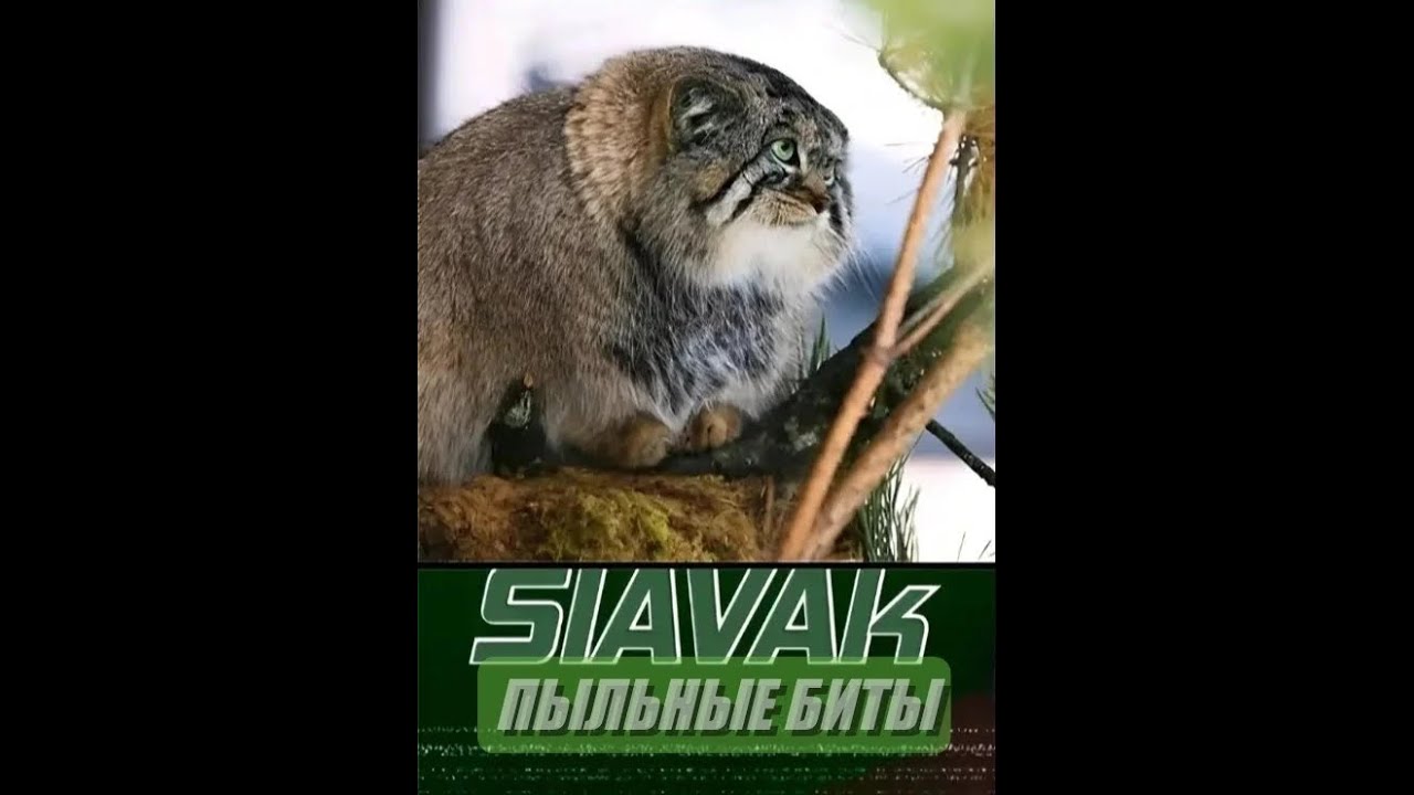SlAVAk   БИТ#7