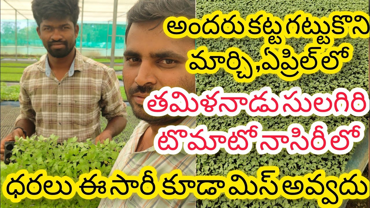 తమిళనాడు సులగిరి టమోటా నర్సరీలో విజిటిగ్ 2026 ఫిక్స్ మార్చి ఏప్రిల్ లో మొత్తం  రైతు లు అందరు