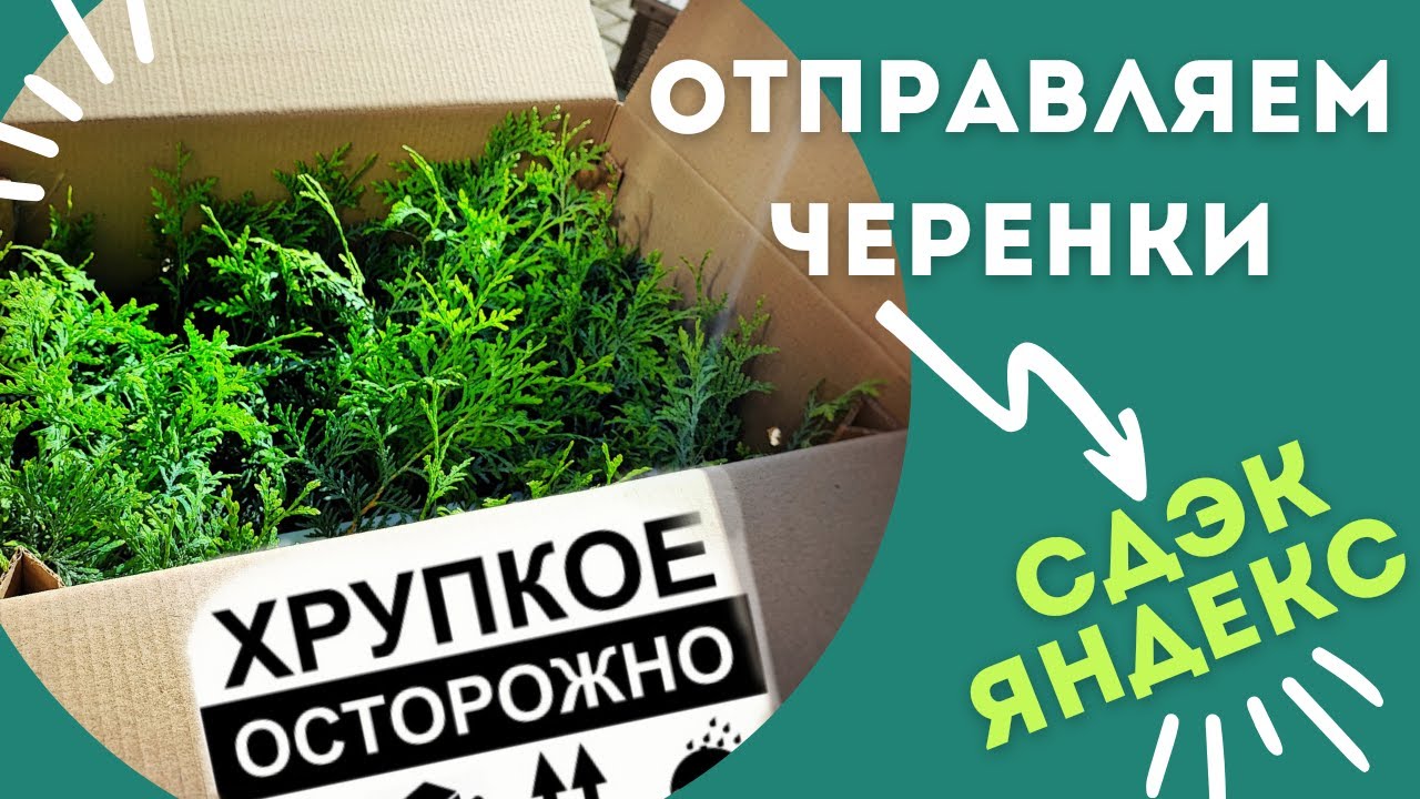 Процесс упаковки черенков для пересылки|отправляем кассеты  с черенками по РФ