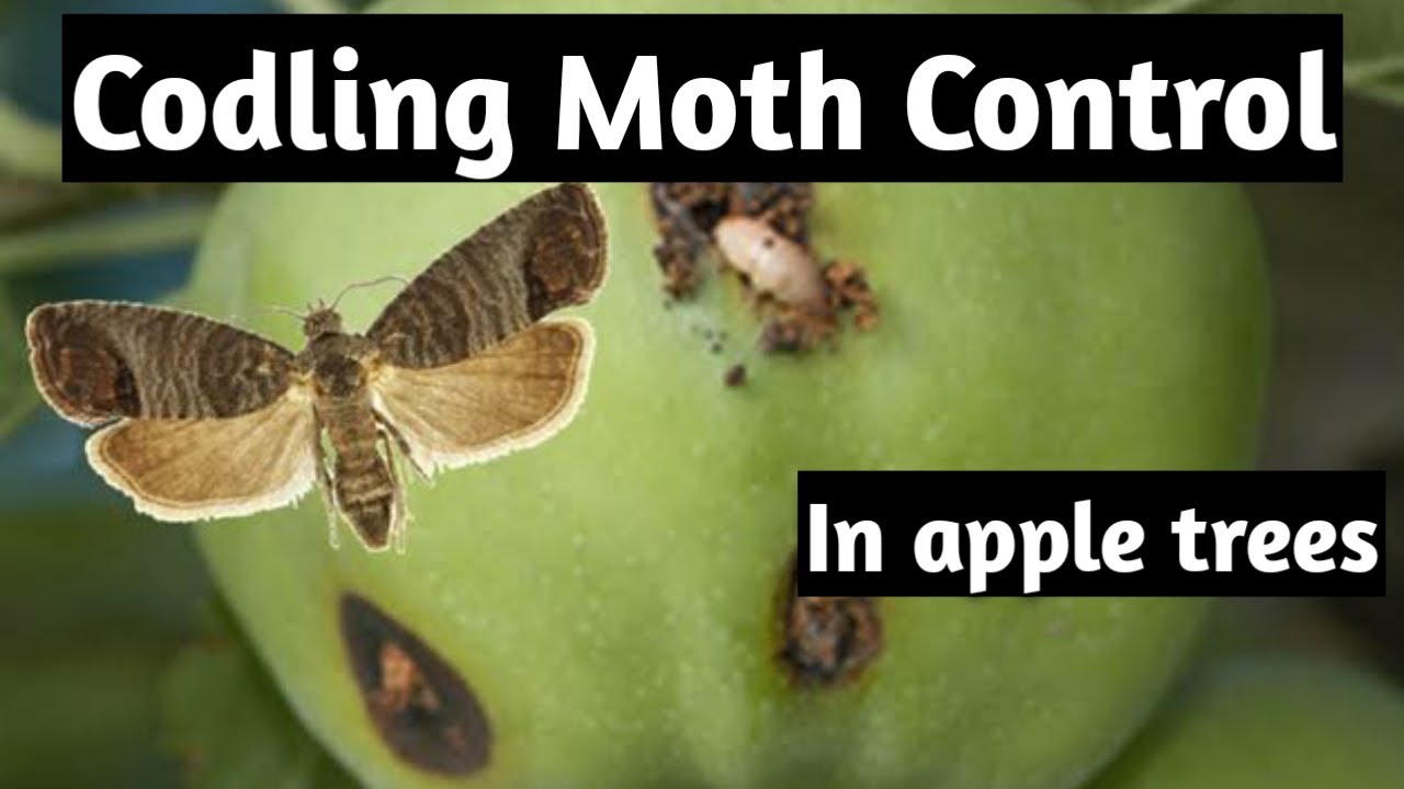 Codling Moth Control - organic method for Apple trees