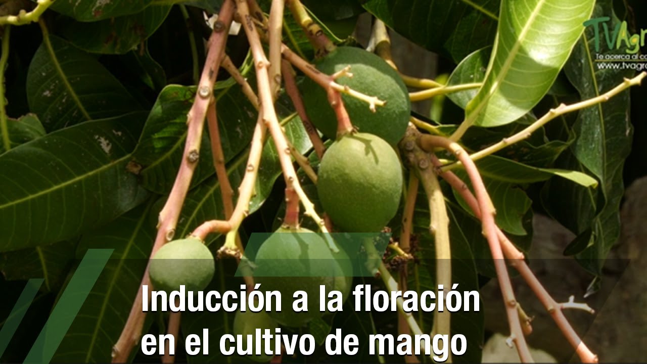 Inducción a la floración en el cultivo de mango - TvAgro por Juan Gonzalo Angel Restrepo
