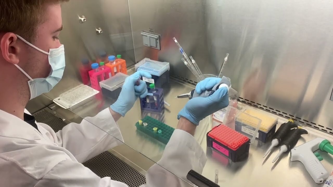 DNA Transfection Procedure (Reverse) for Transfection Cell Block