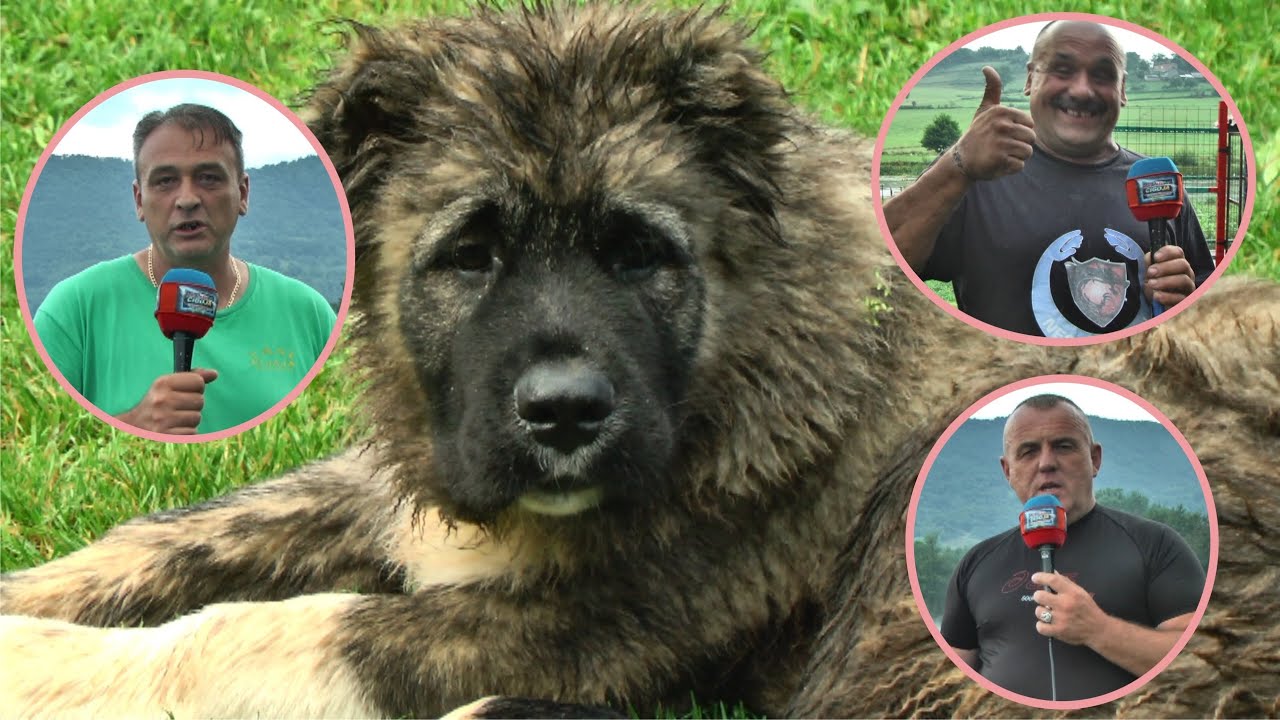 - UZGAJIVACNICA PASA KAVKASKIH OVCARA KLJAJA PLJEVA SIPOVO 2020 /Caucasian Shepherd/