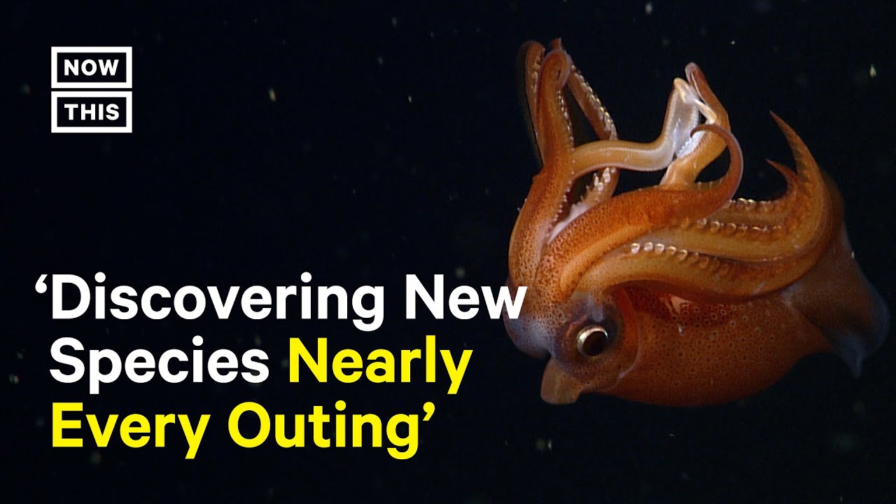 How Vertical Migration of Wildlife Aids Carbon Sequestration
