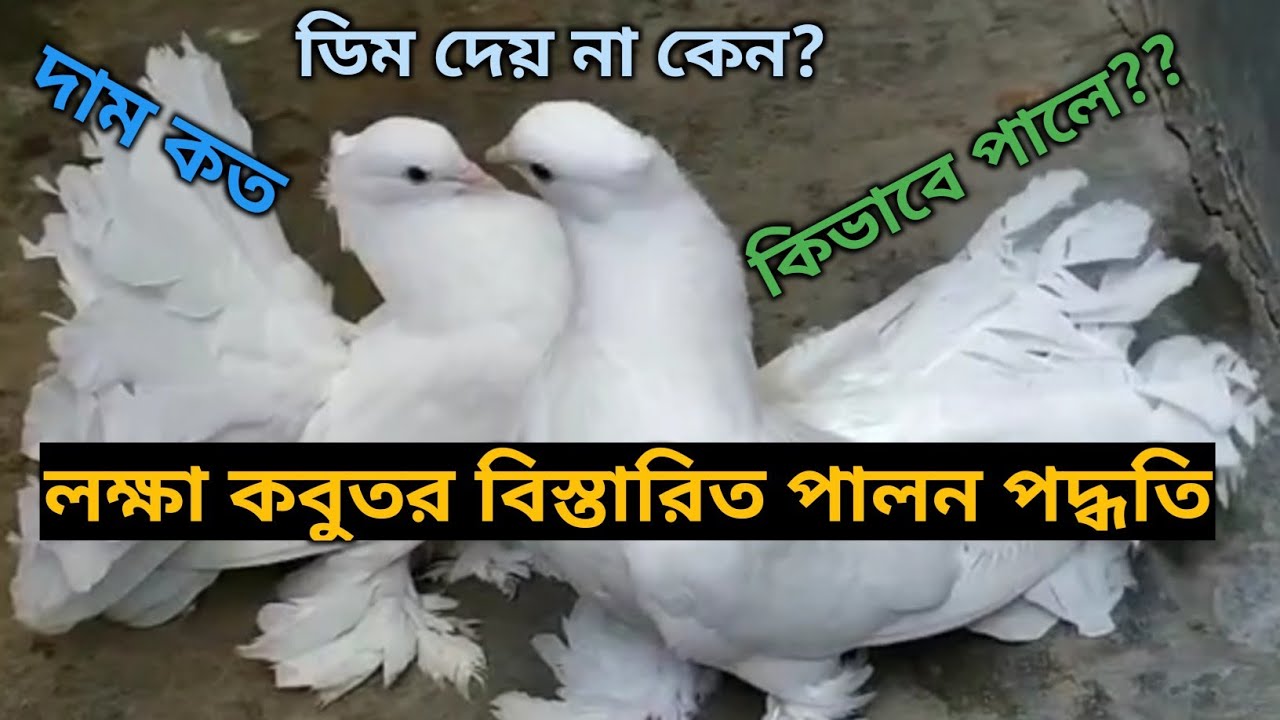 লক্ষা কবুতরের দাম পালনপদ্ধতি ও ব্রিডিং এর নিয়ম।।Price and method of keeping of lakkha pigeons