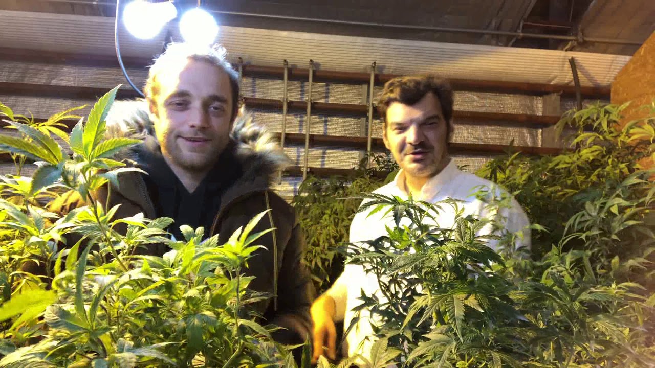 CBD Cannabis Report Schweiz 