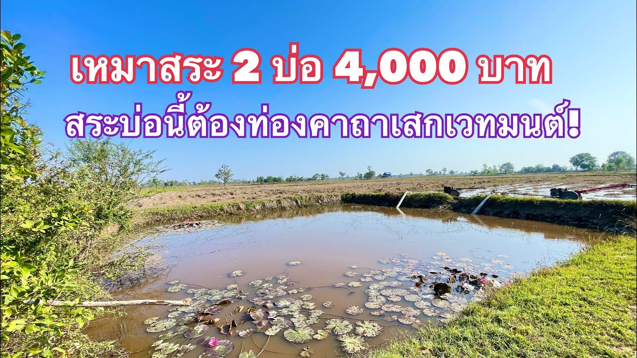 เหมาสระ 2 บ่อ  4,000 บาท สระบ่อที่ 2 ต้องท่องคาถาเสกเวทมนต์
