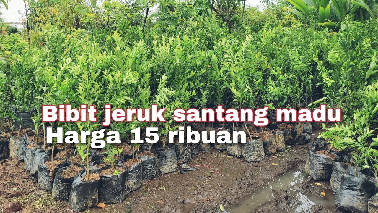 Bibit jeruk santang madu harga 15 ribuan | bibit jeruk santang madu | Santang madu asli
