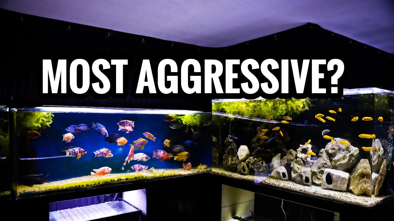 The MOST AGGRESSIVE African Cichlid in my FISH ROOM