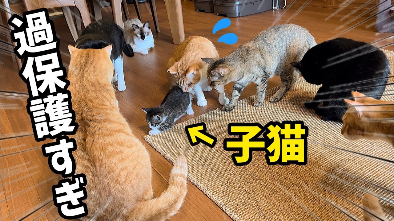【多頭飼育】たくさんの先住猫たちに子猫を見せたら過保護すぎましたwww