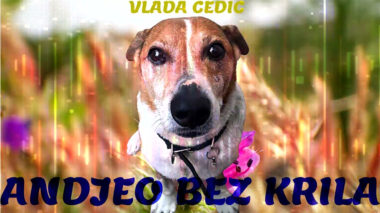 Andjeo Bez Krila  (Official Audio Visualizer)-Vlada Čedić