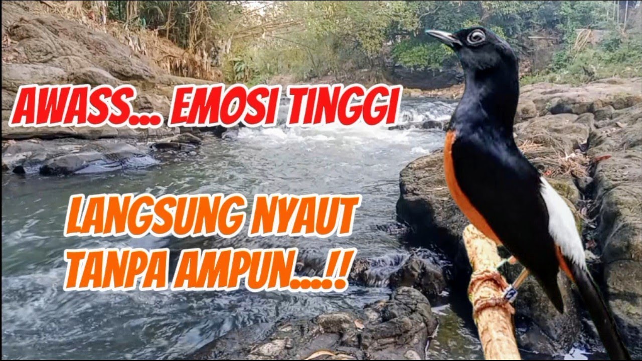 Masteran dahsyat bikin emosi tinggi, langsung nyaut tanpa ampun