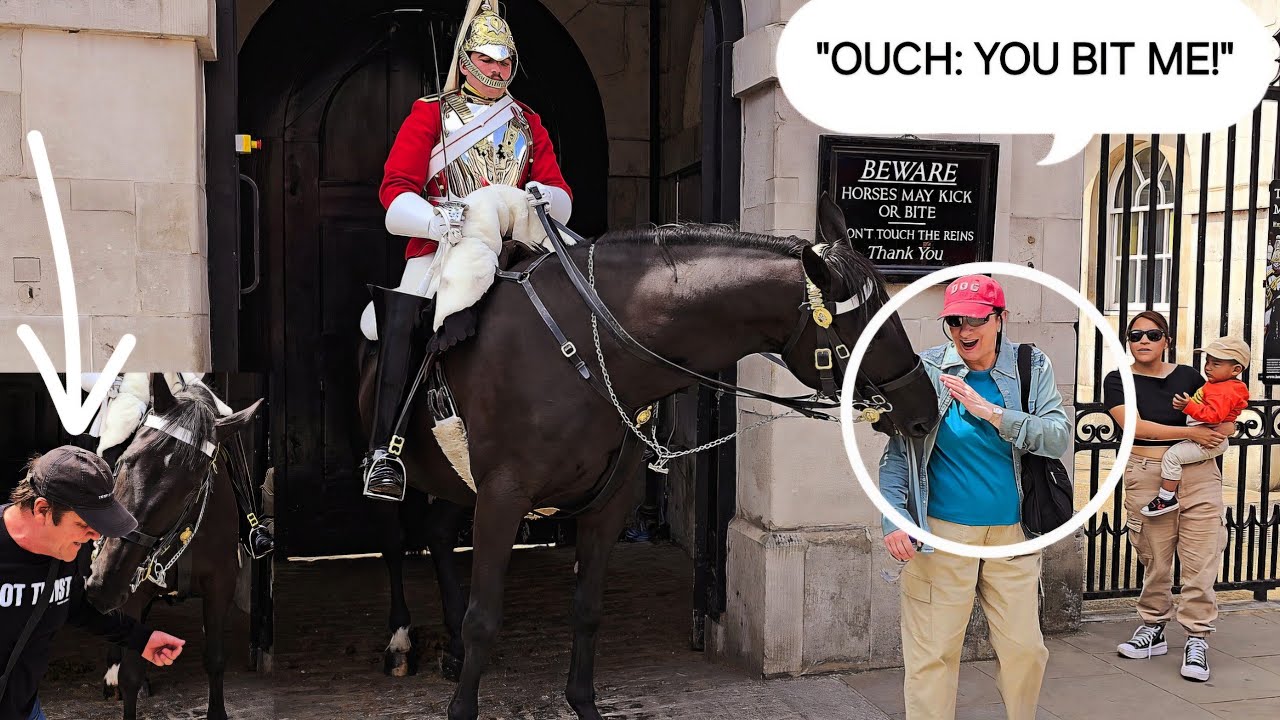 3 Slaps "OUCH! You BIT ME!" It's the tourist's fault, not the King's Guard's or the horse's fault