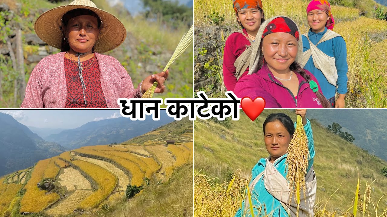 हाम्रो सिक्लेस गाउॅंमा आजभोली धान/कोदो टिप्ने सुरू हुदै।असारमा रोपेको धान काट्दै।❤️॥गाउॅंलेजीवन😊