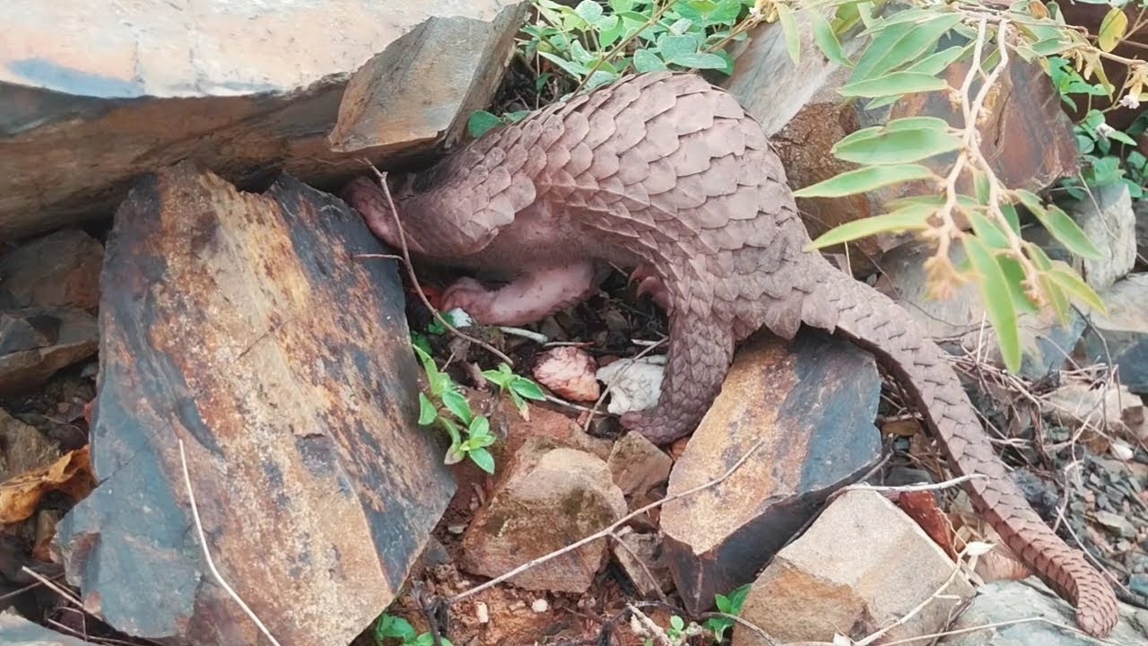 PANGOLIN IN THE FOREST