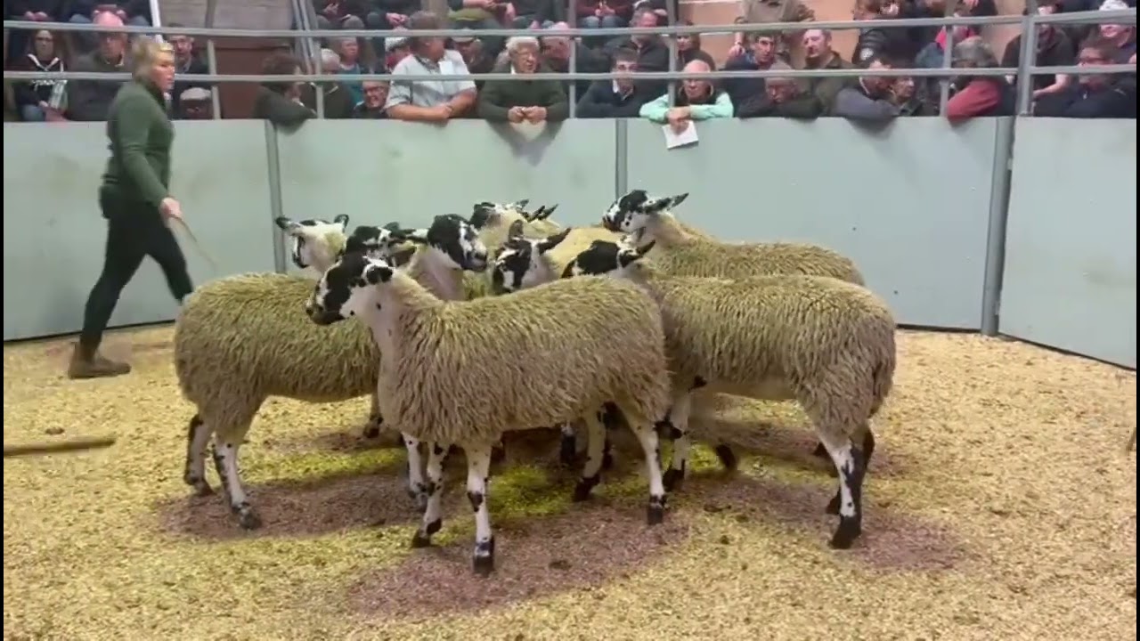 Barnard Castle Auction Mart Mule Gimmer lambs