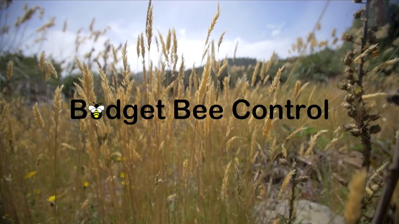 Bee Hive Removal - Houston, Texas - 713-551-6320