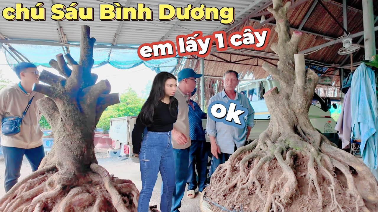 Đẹp té xỉu gốc tứ quý vip hơn cây 1 tỷ A Hoàng tham quan chốt cây nghệ thuật vườn chú Sáu Bình Dương