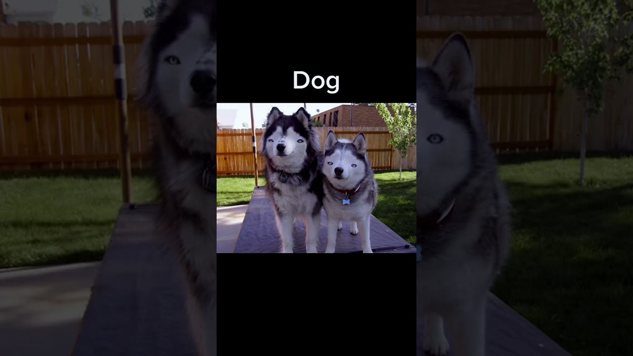 Животные с синдромом Дауна🐯🐶🐱🐬