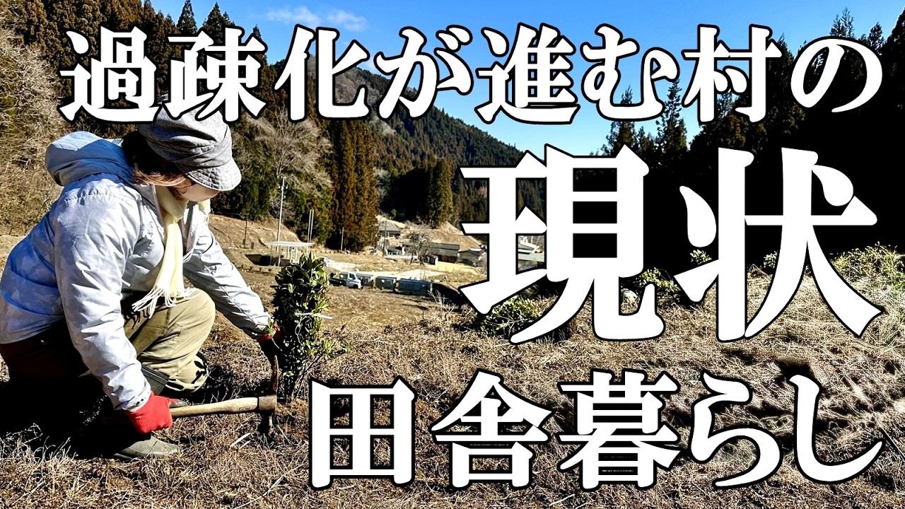 【過疎の村】過疎化が進む村の現状とキャンプ場につつじ植樹   原木椎茸とフキノトウ   塩こうじ作り  癒やされる猫  自然豊かな山奥暮らしの日々｜村暮らし｜移住｜料理【標高800mの田舎暮らし】