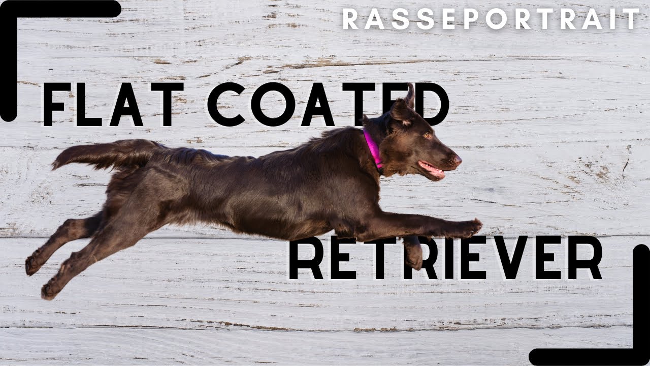 FLAT COATED Retriever - Geschichte, Charakter & Haltung [Rassecheck]