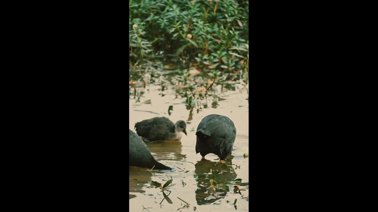 A Beautiful Duck Family Bonding Moment  | Mother&rsquo;s Love in Nature