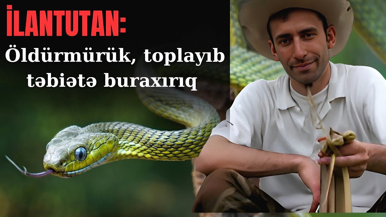 İLANTUTAN: Öldürmürük, toplayıb təbiətə buraxırıq